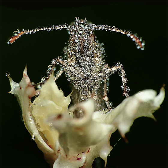 gang-gang-dance-eye-contact-cover